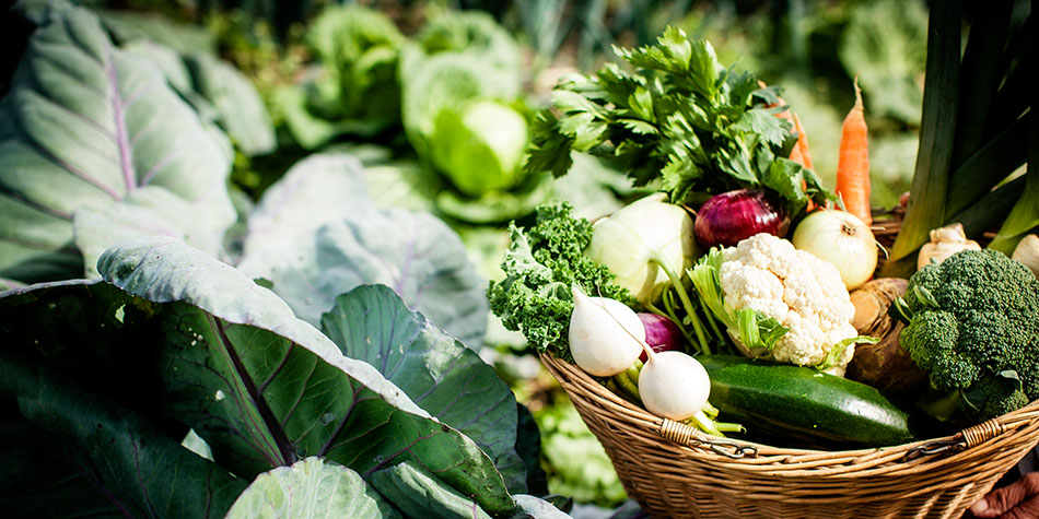 Kortreiste grønnsaker fra Toten - Foto Oda Hveem